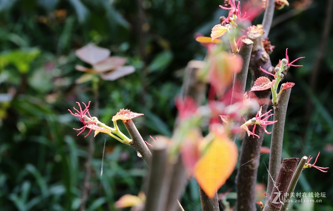 植物园樱花与郁金香