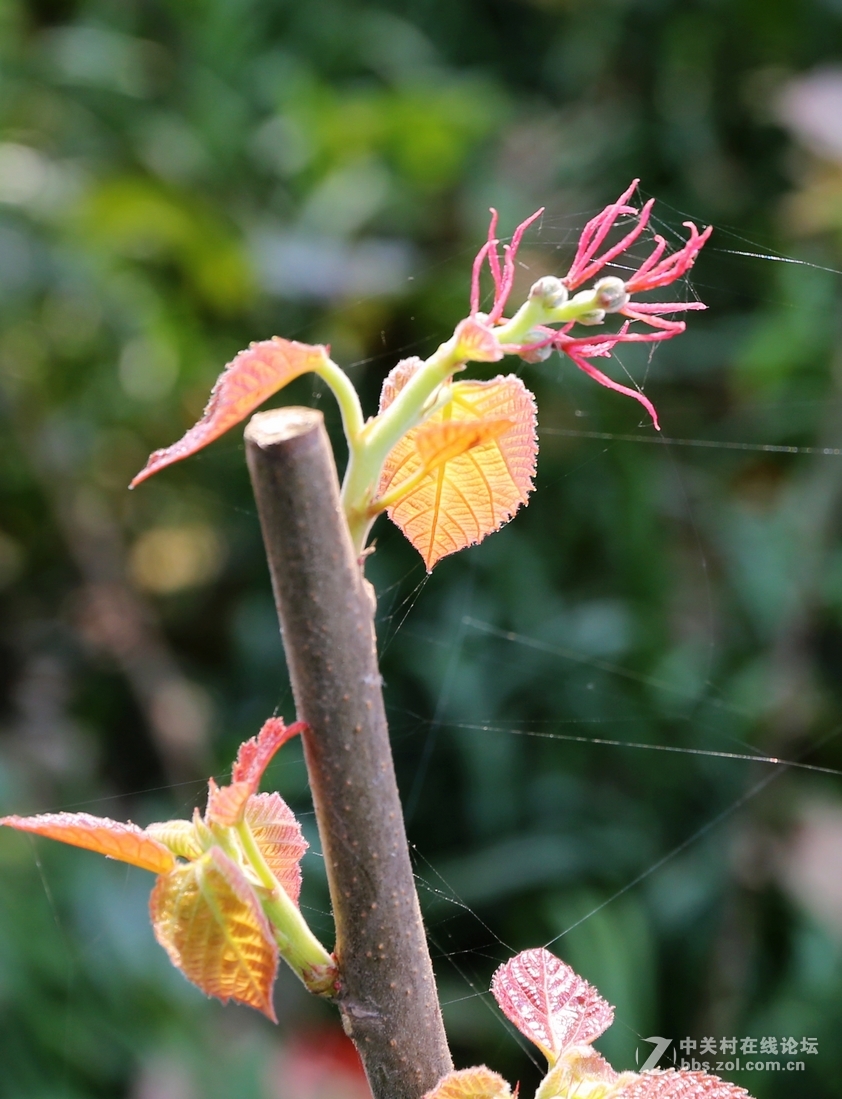 植物园樱花与郁金香