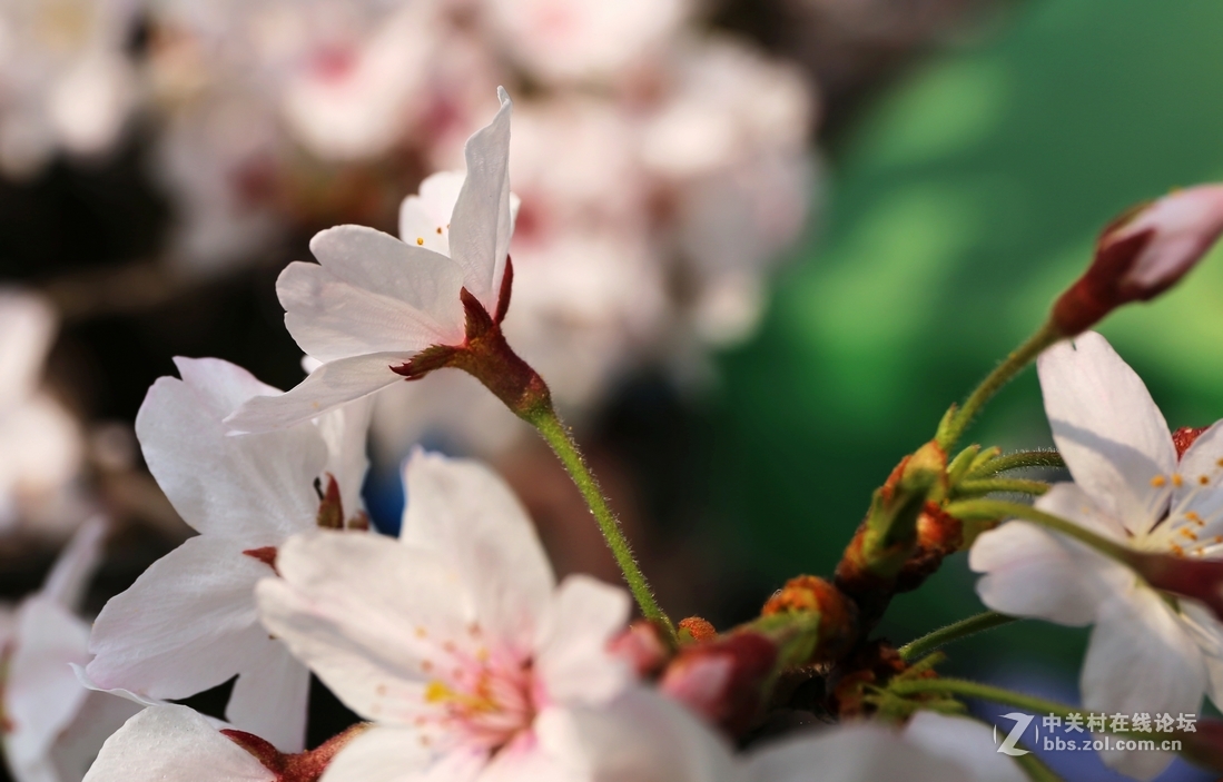 植物园樱花与郁金香