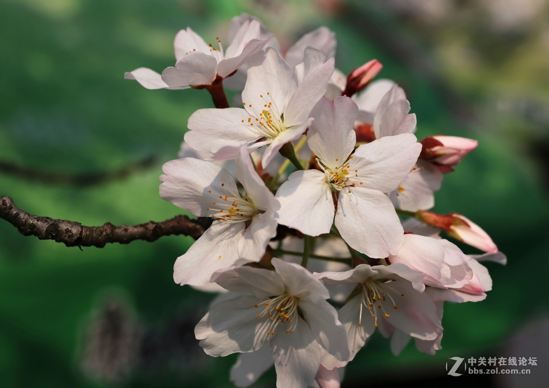 植物园樱花与郁金香