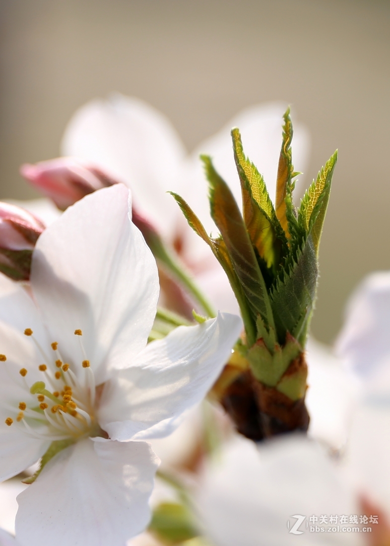 植物园樱花与郁金香