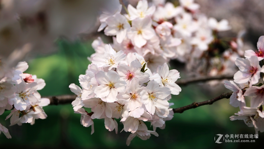 植物园樱花与郁金香