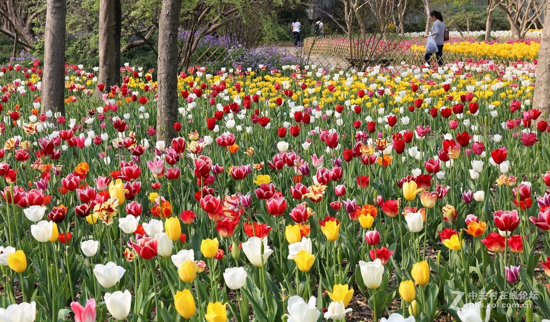 植物园樱花与郁金香