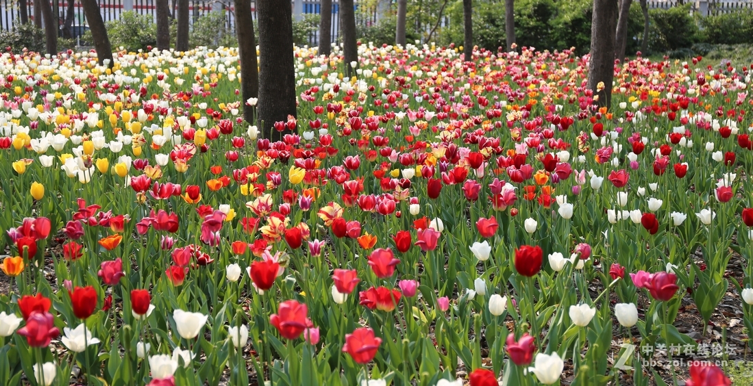 植物园樱花与郁金香