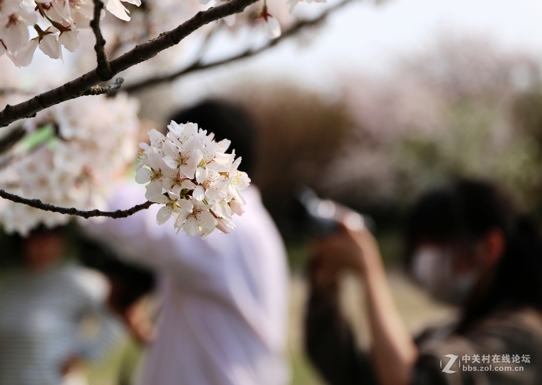 植物园樱花与郁金香