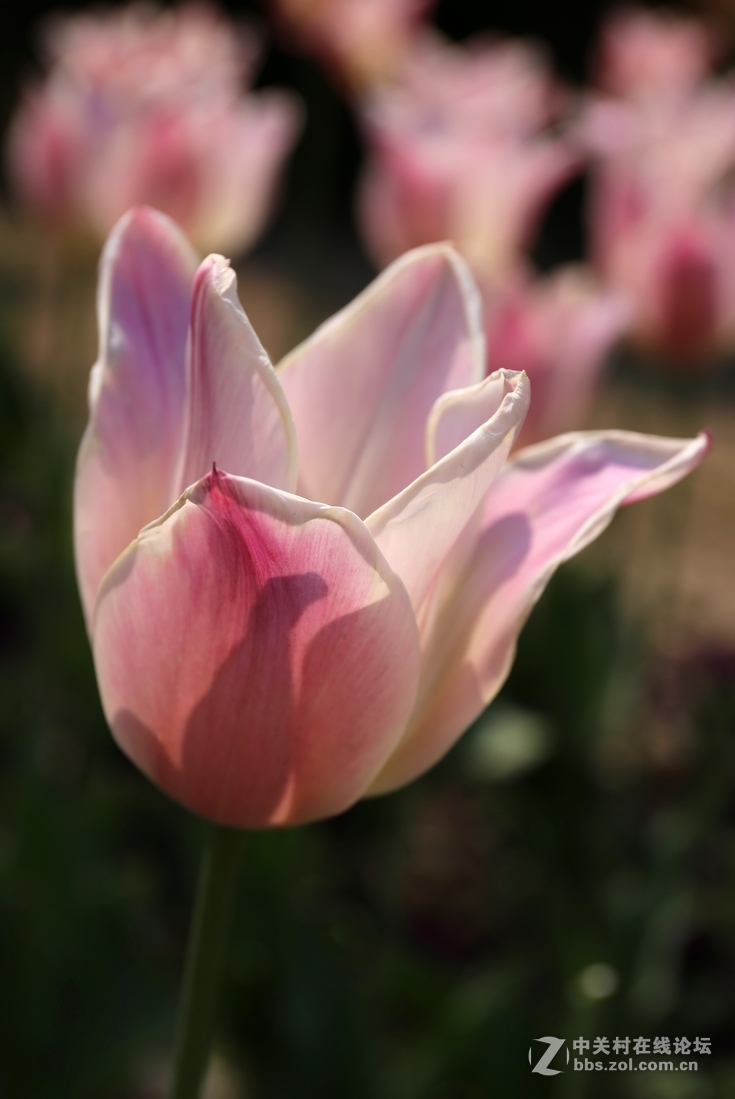 植物园樱花与郁金香