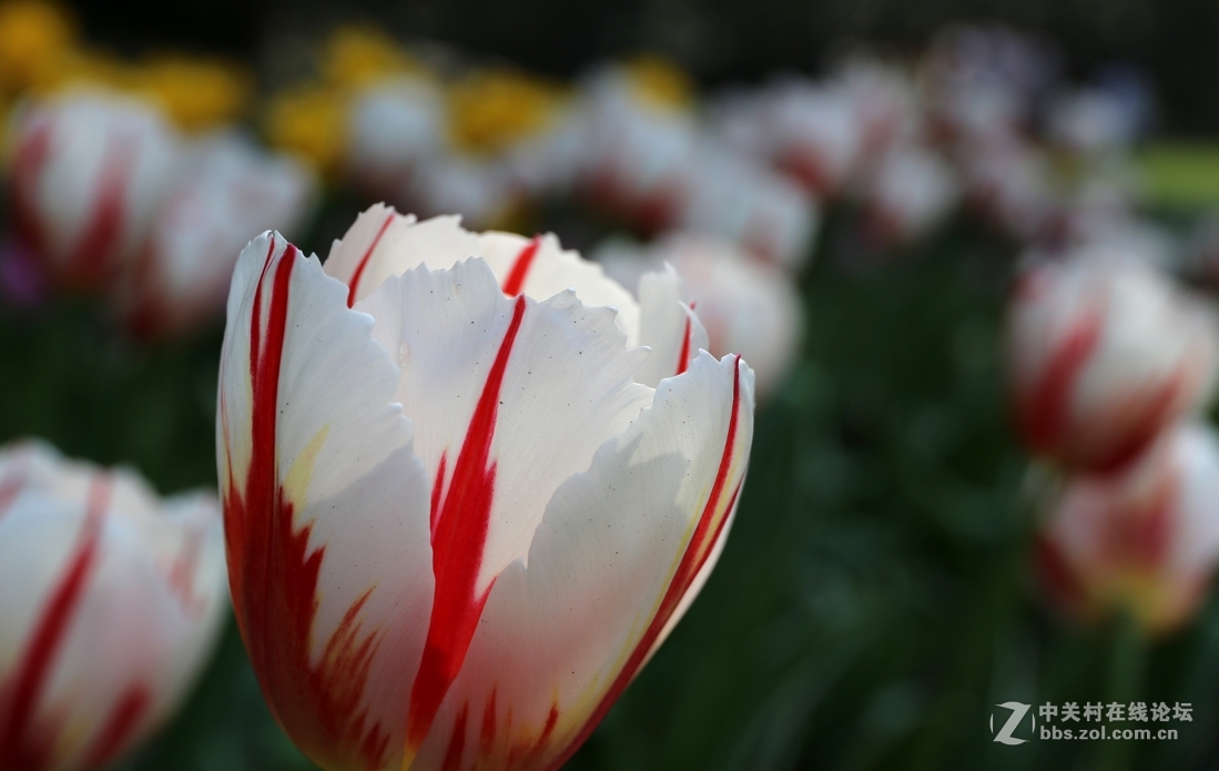 植物园樱花与郁金香