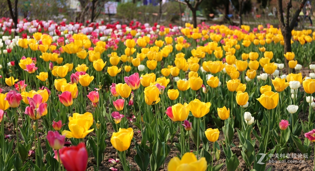 植物园樱花与郁金香
