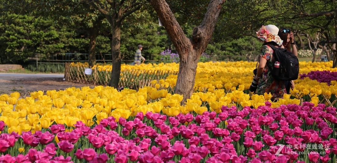 植物园樱花与郁金香