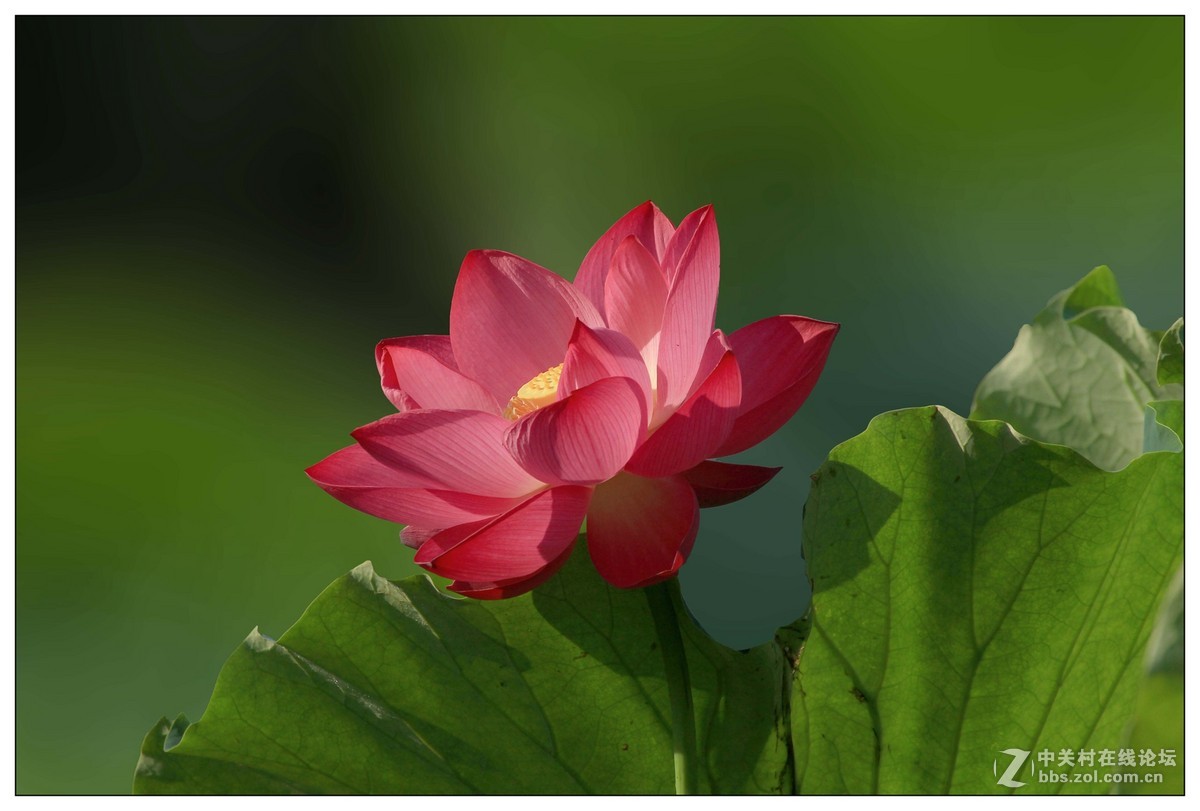 荷花季节忙拍花，几片练习请老师指导