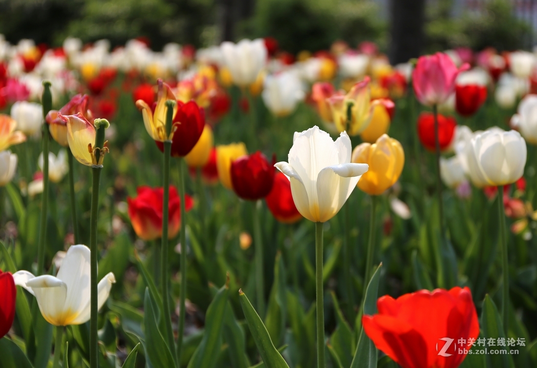 植物园樱花与郁金香