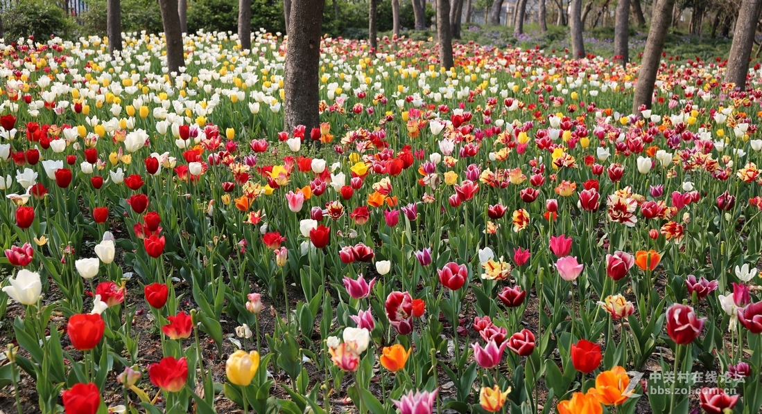 植物园樱花与郁金香