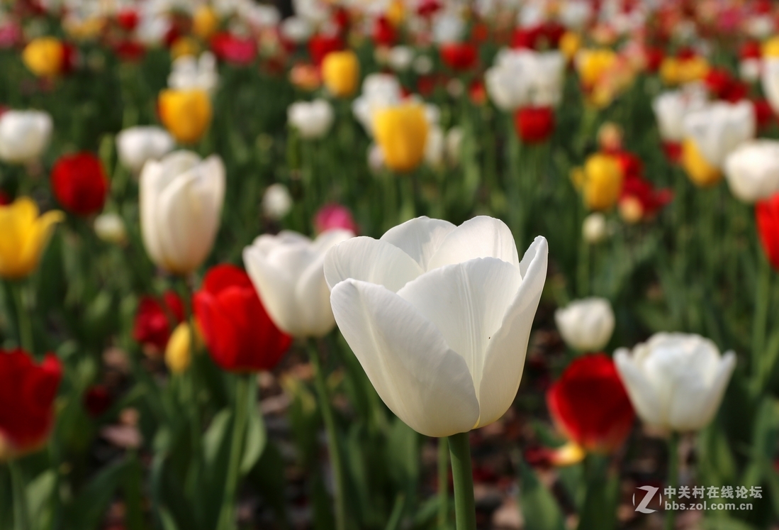 植物园樱花与郁金香