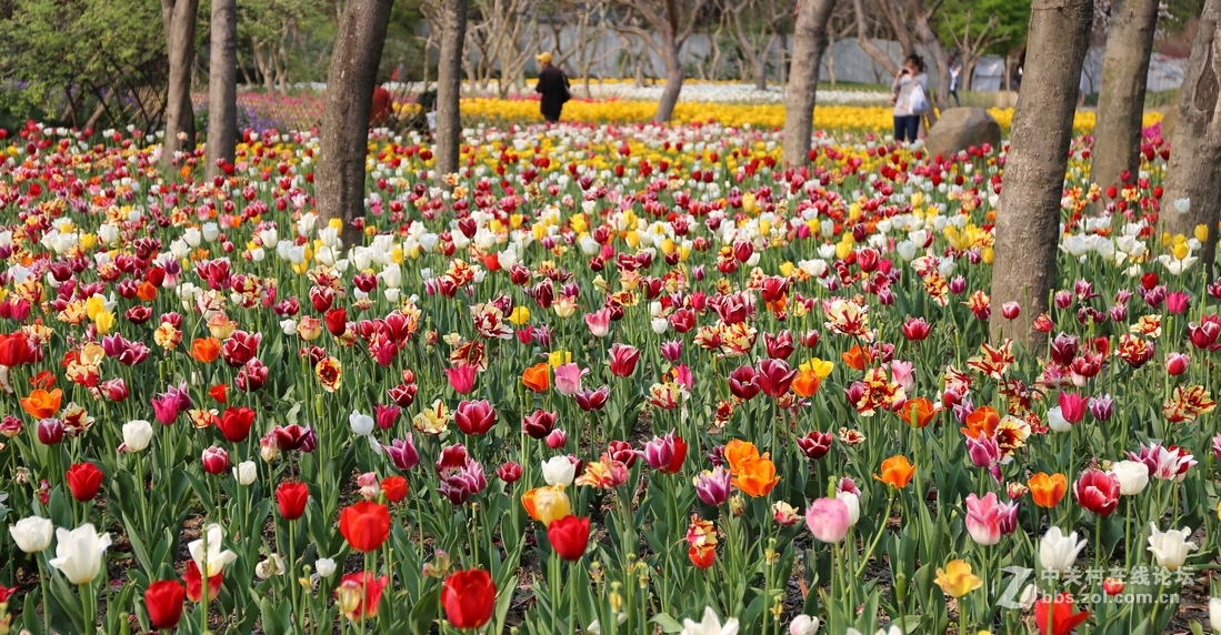 植物园樱花与郁金香