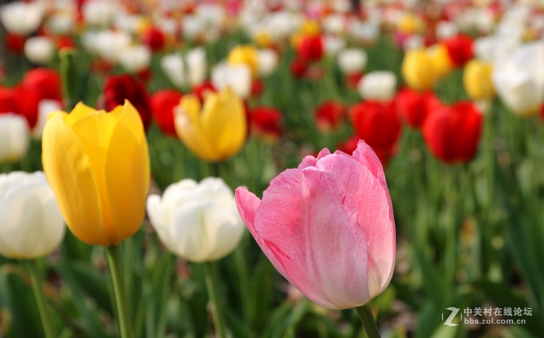 植物园樱花与郁金香