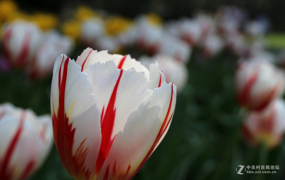 植物园樱花与郁金香