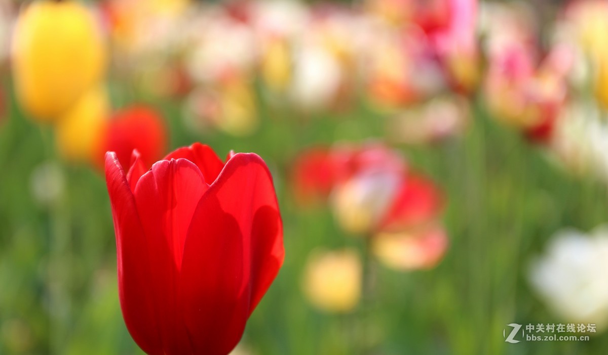 植物园樱花与郁金香