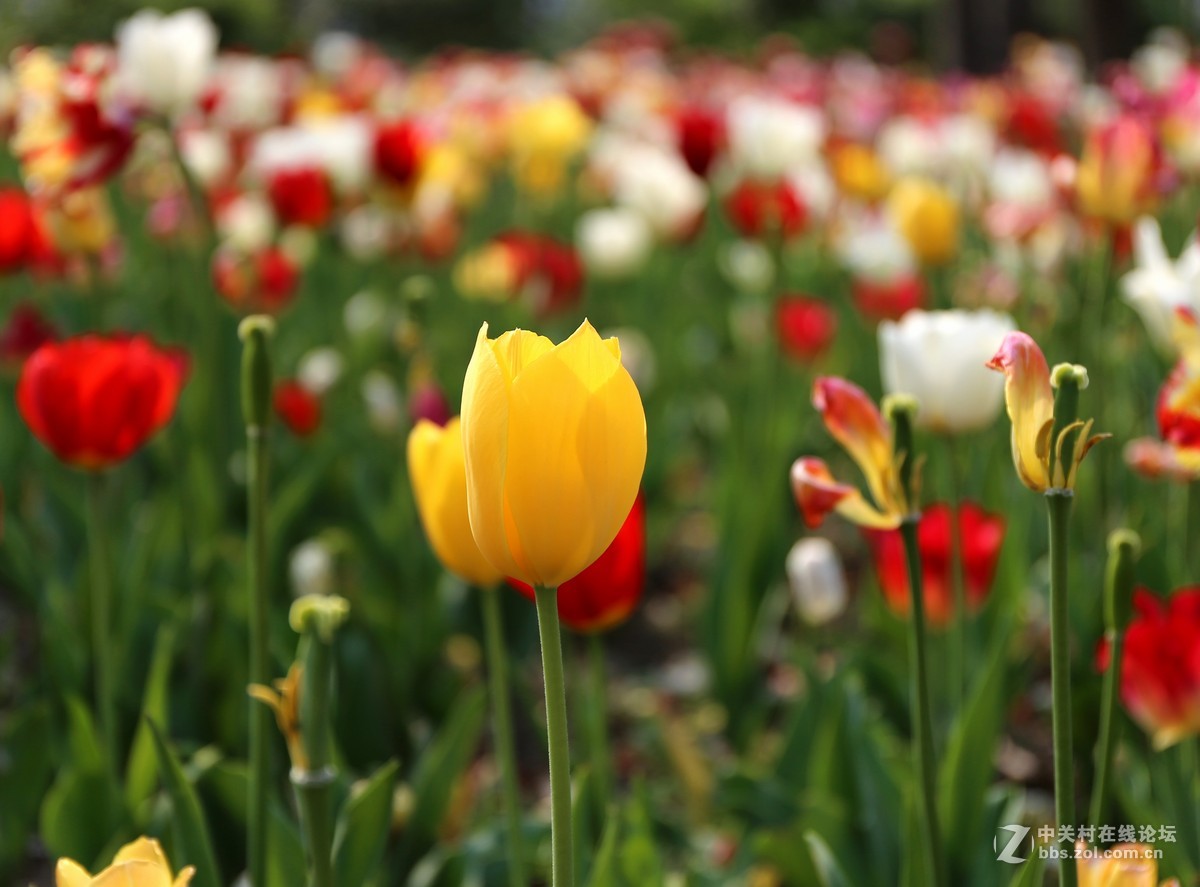植物园樱花与郁金香