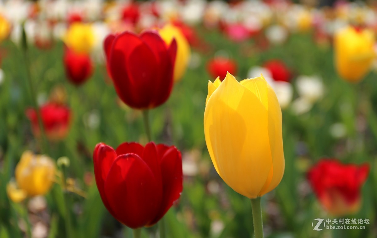 植物园樱花与郁金香