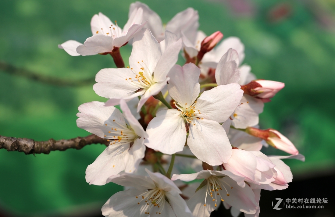 植物园樱花与郁金香