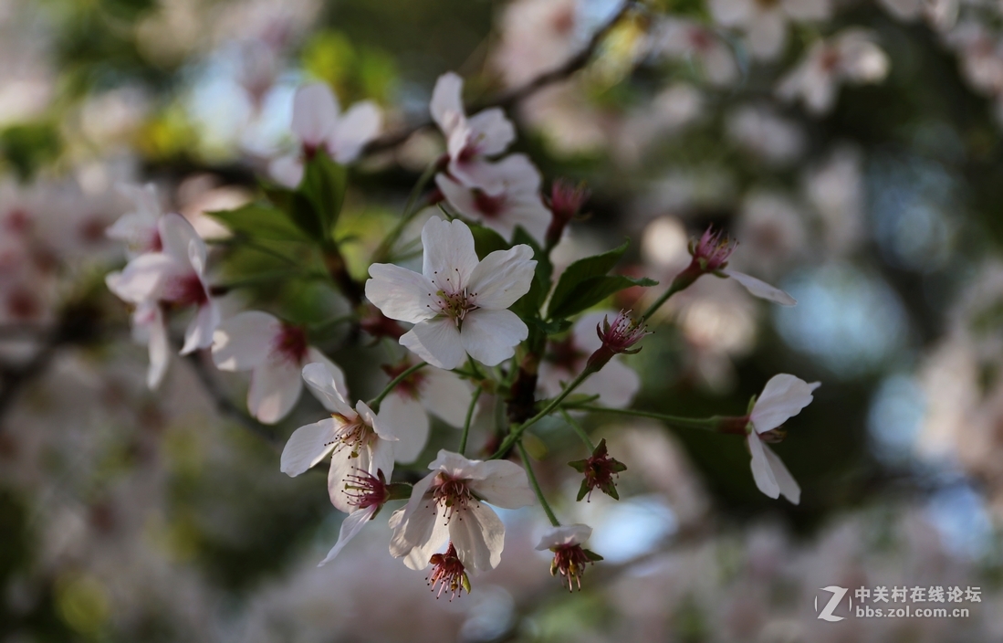 植物园樱花与郁金香