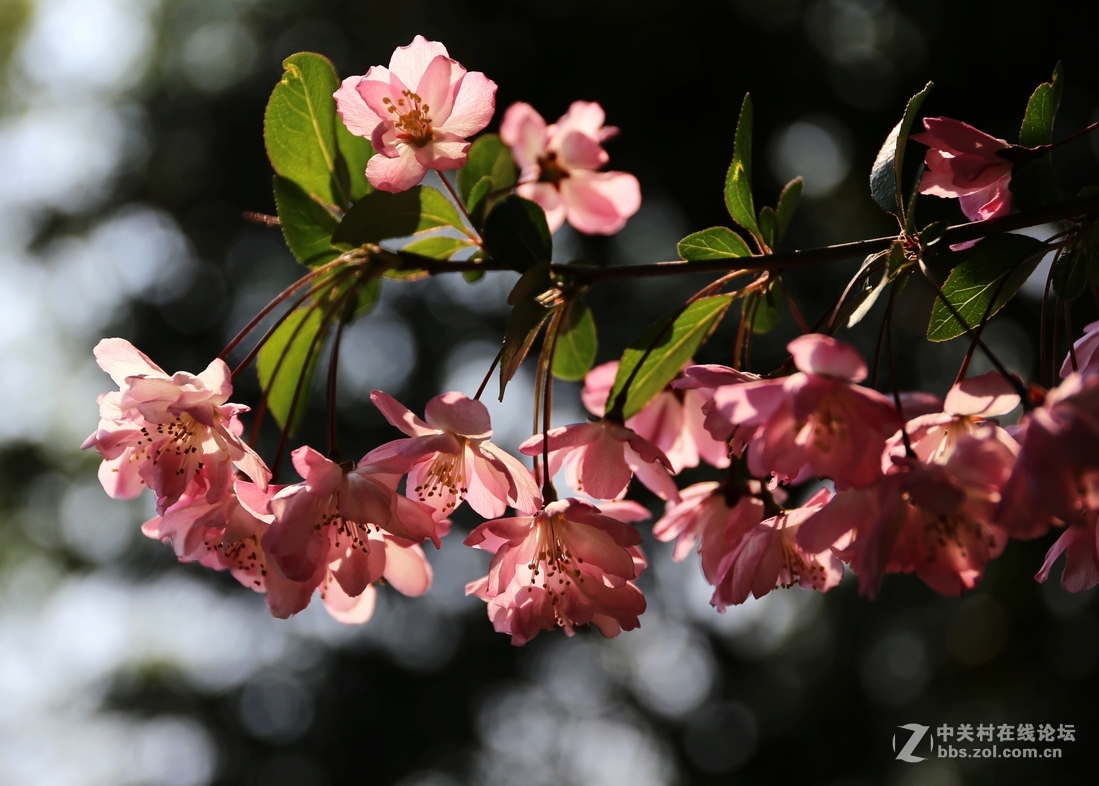 植物园樱花与郁金香