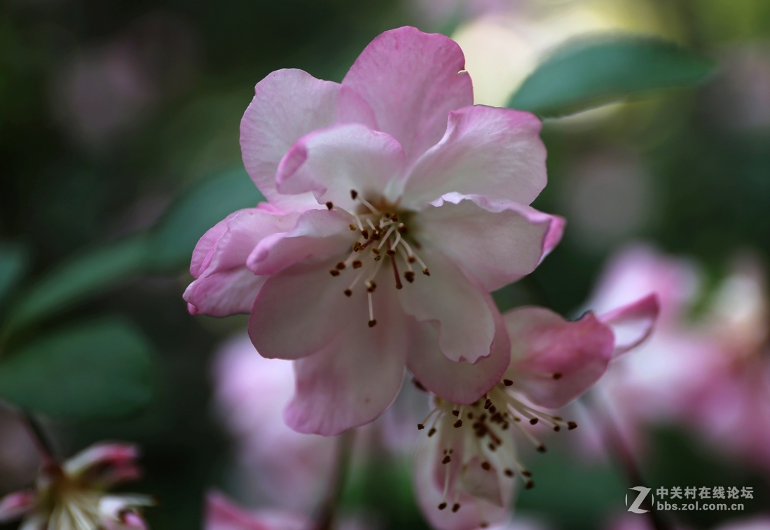 植物园樱花与郁金香