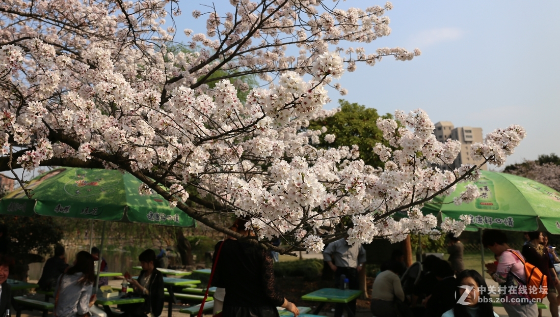 植物园樱花与郁金香