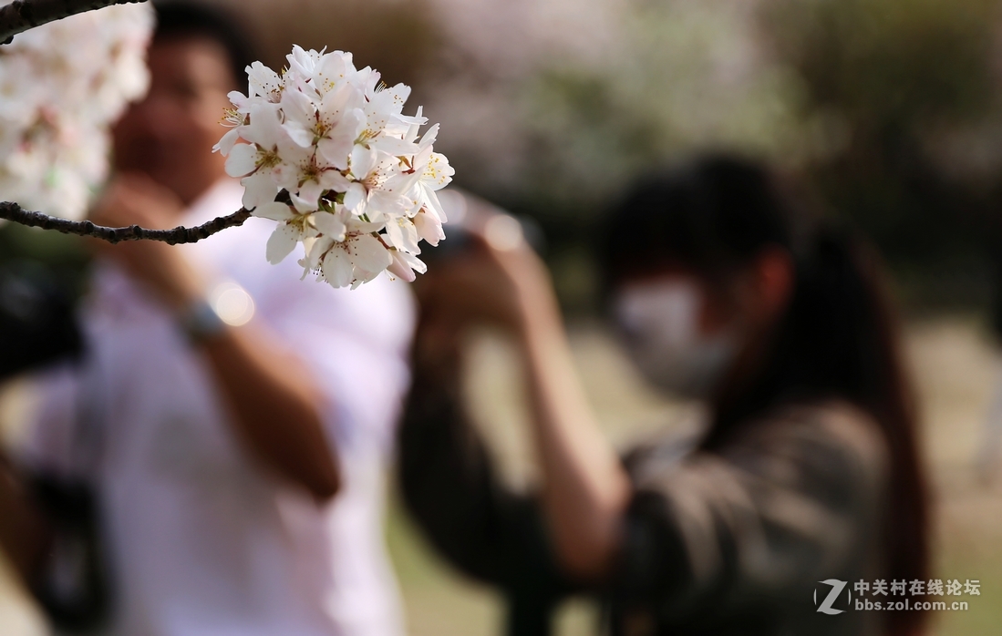 植物园樱花与郁金香