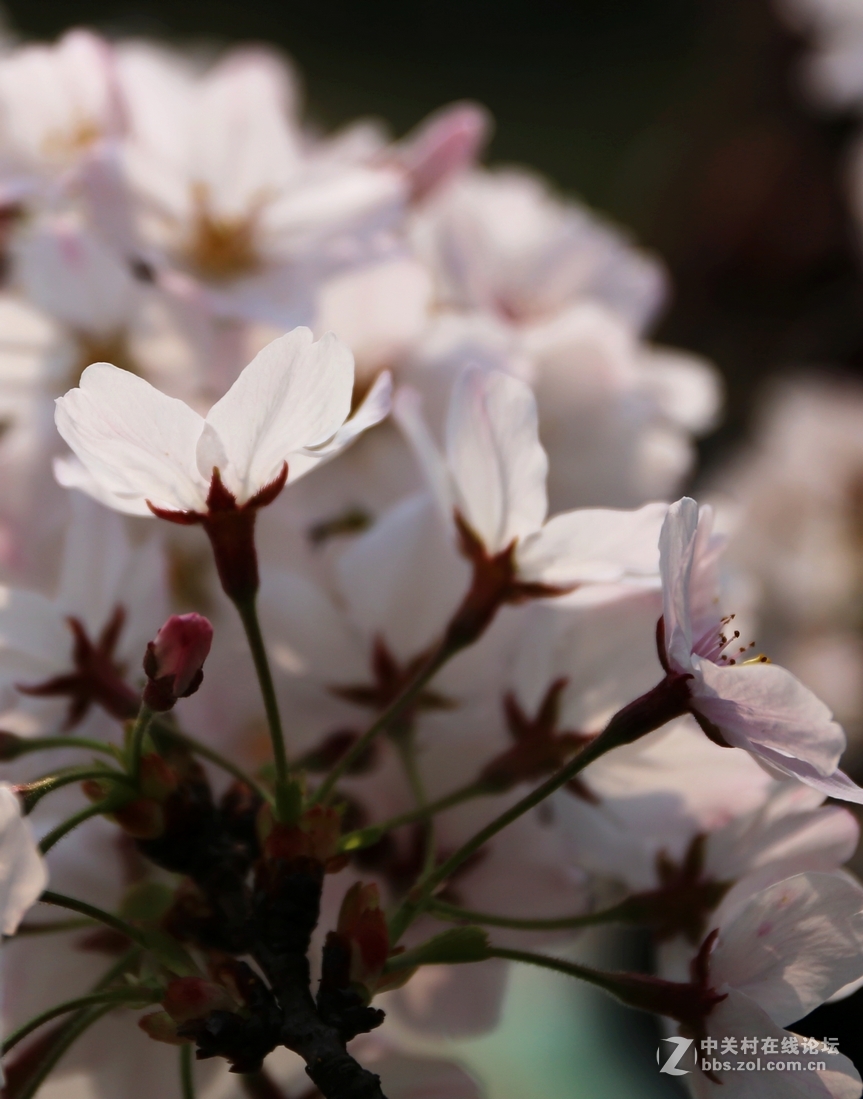 植物园樱花与郁金香