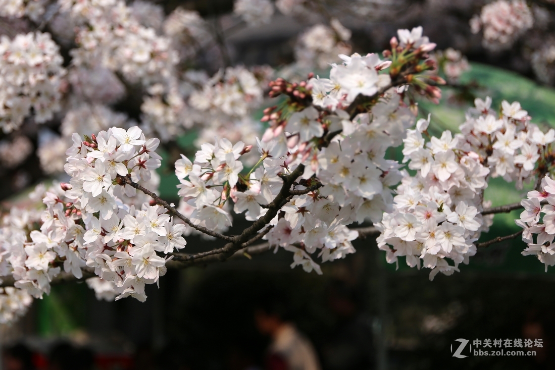 植物园樱花与郁金香
