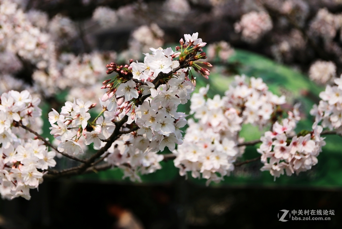 植物园樱花与郁金香