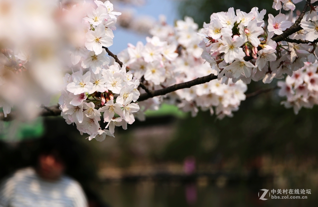 植物园樱花与郁金香