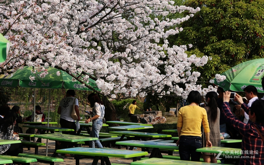 植物园樱花与郁金香