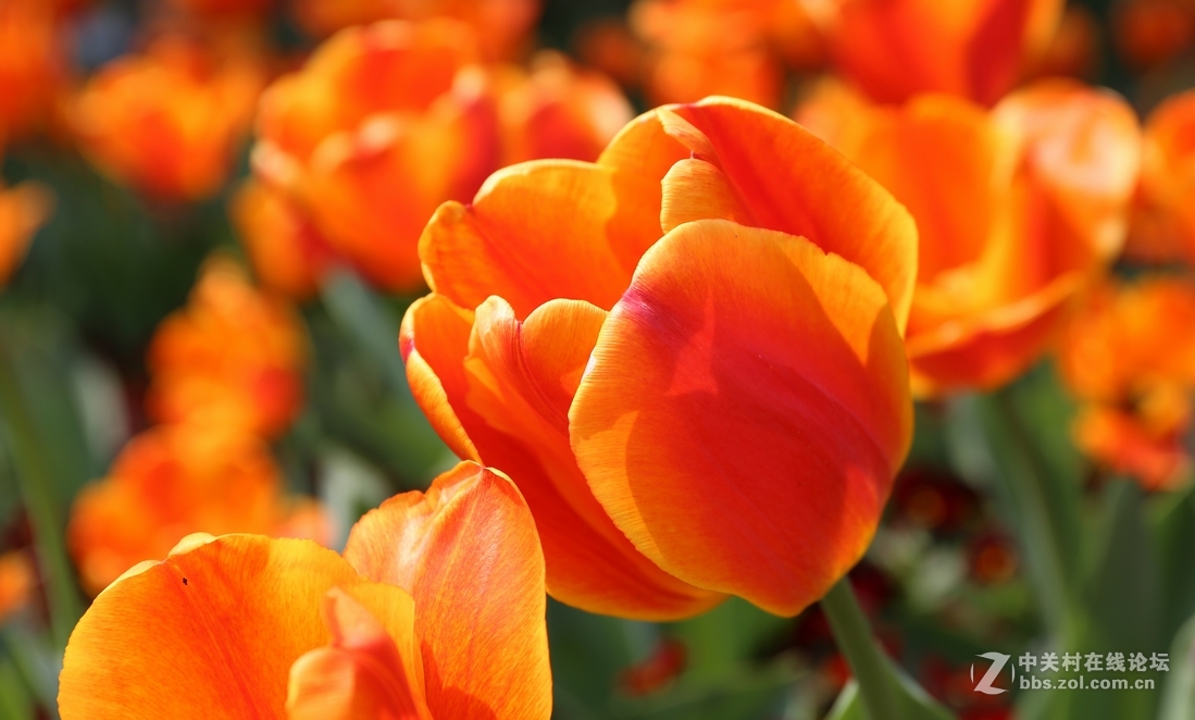 植物园樱花与郁金香