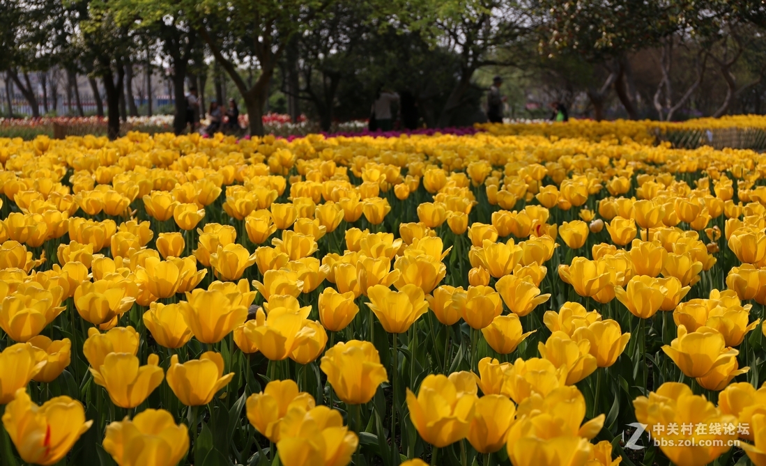 植物园樱花与郁金香