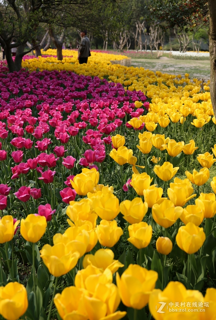 植物园樱花与郁金香