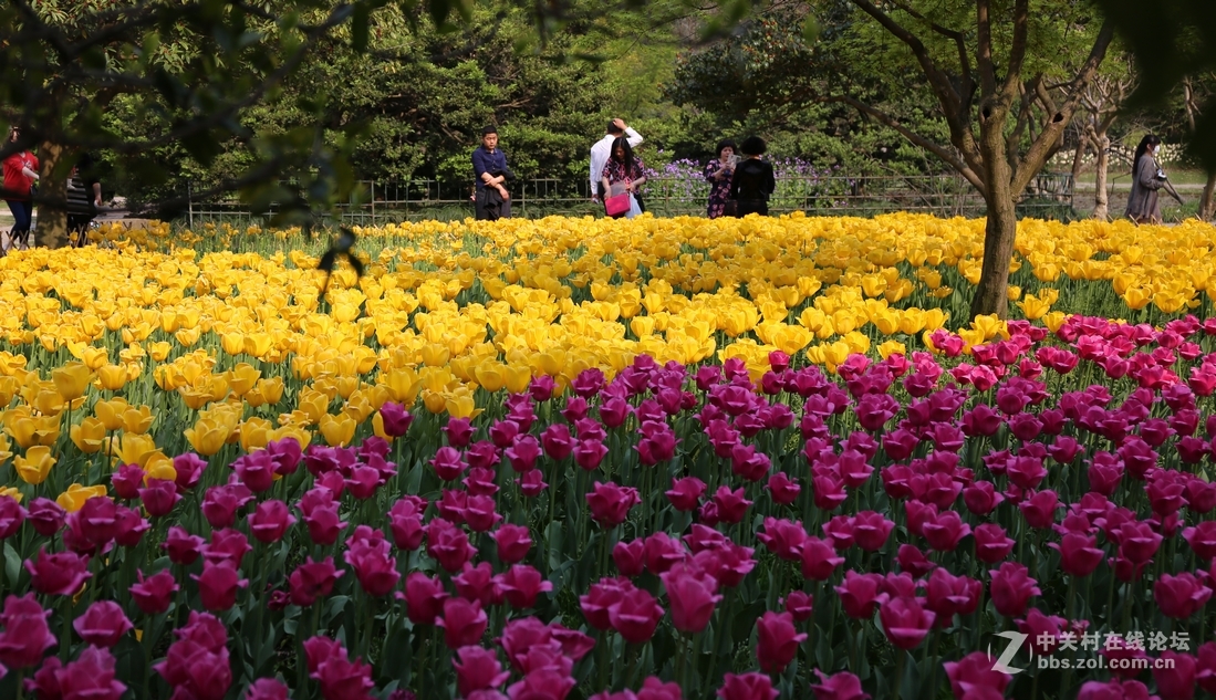 植物园樱花与郁金香