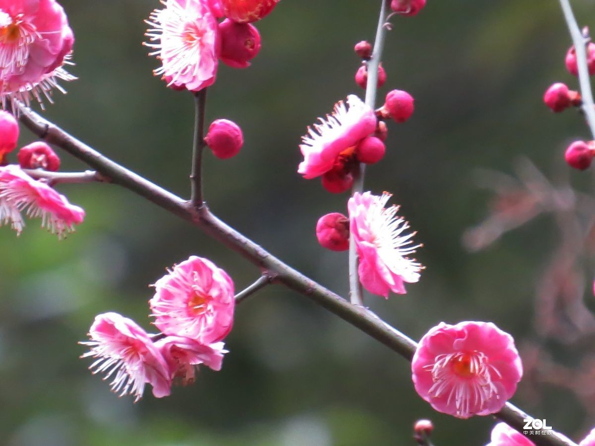 花卉1233