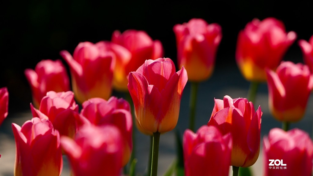 索尼6600+索尼70-200f4，郁金香