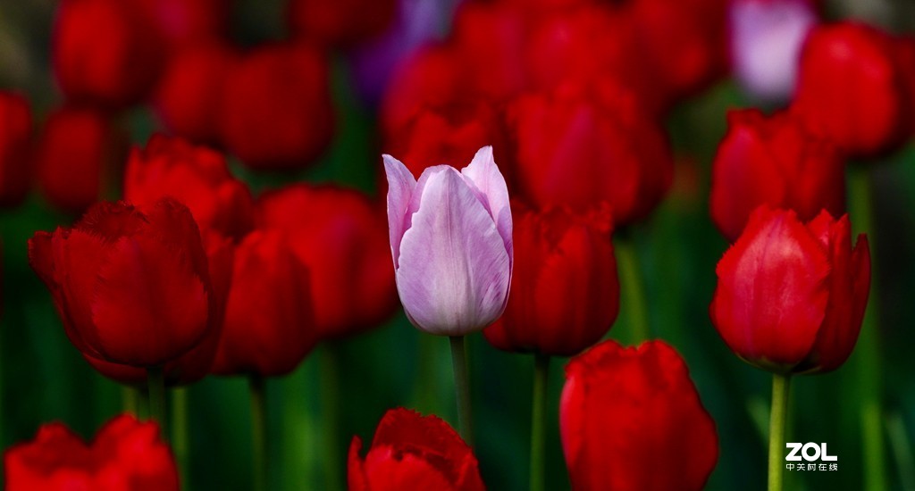 索尼6600+索尼70-200f4，郁金香