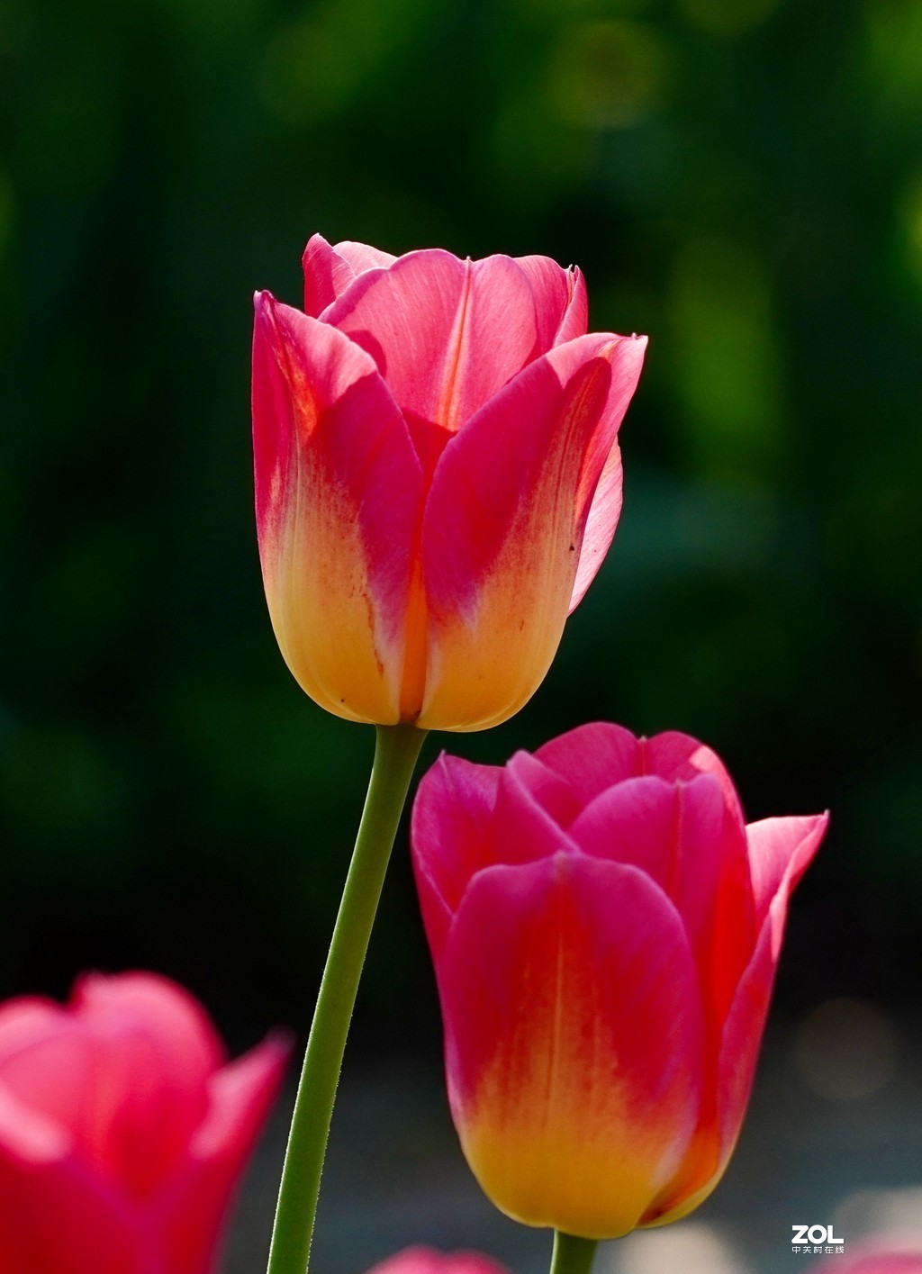 索尼6600+索尼70-200f4，郁金香