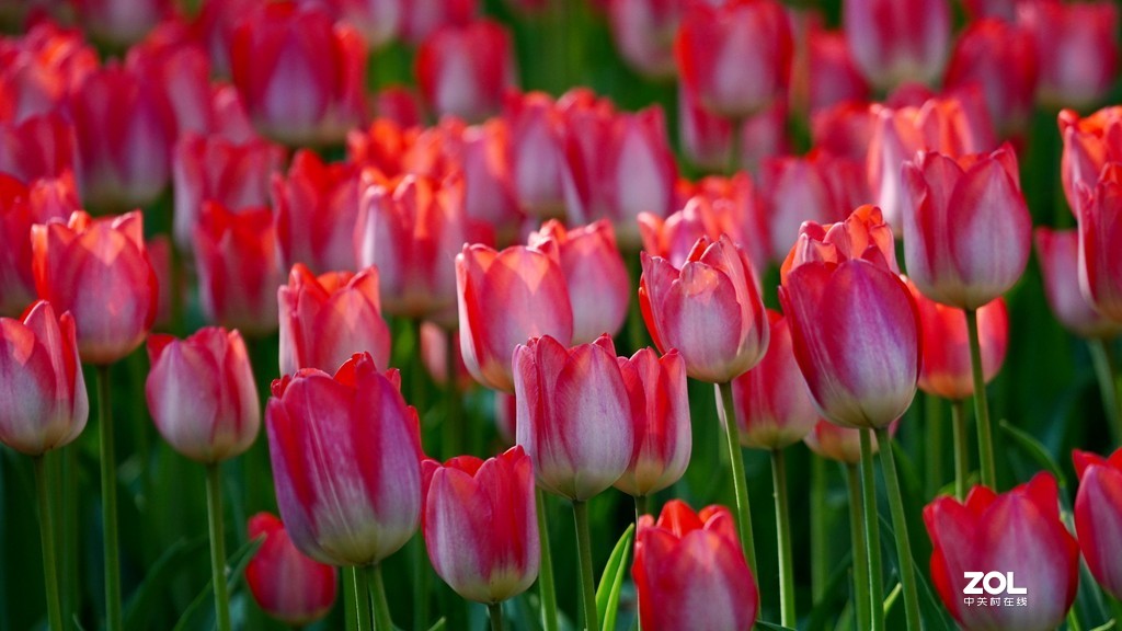 索尼6600+索尼70-200f4，郁金香