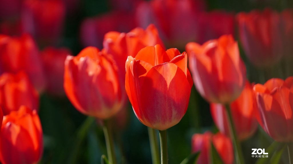 索尼6600+索尼70-200f4，郁金香