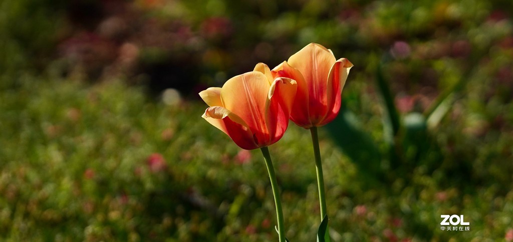 索尼6600+索尼70-200f4，郁金香