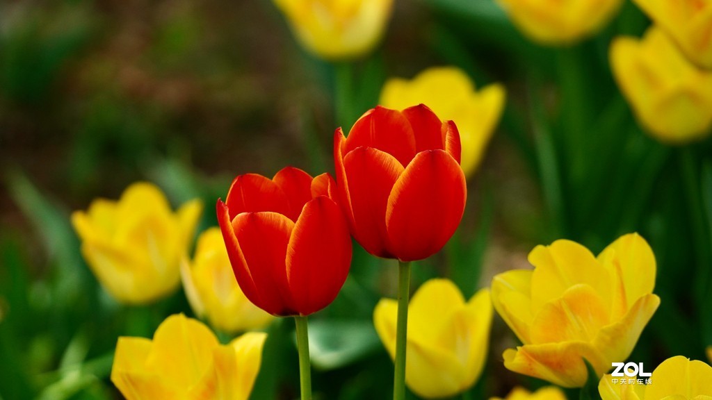 索尼6600+索尼70-200f4，郁金香