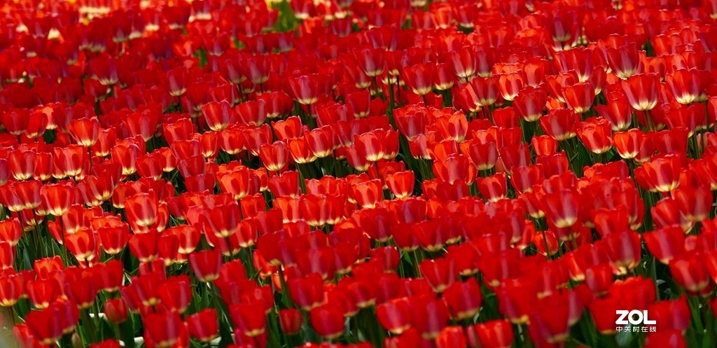 索尼6600+索尼70-200f4，郁金香