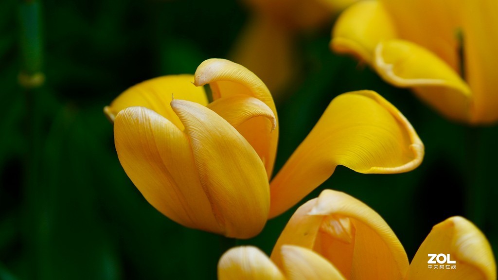 索尼6600+索尼70-200f4，郁金香