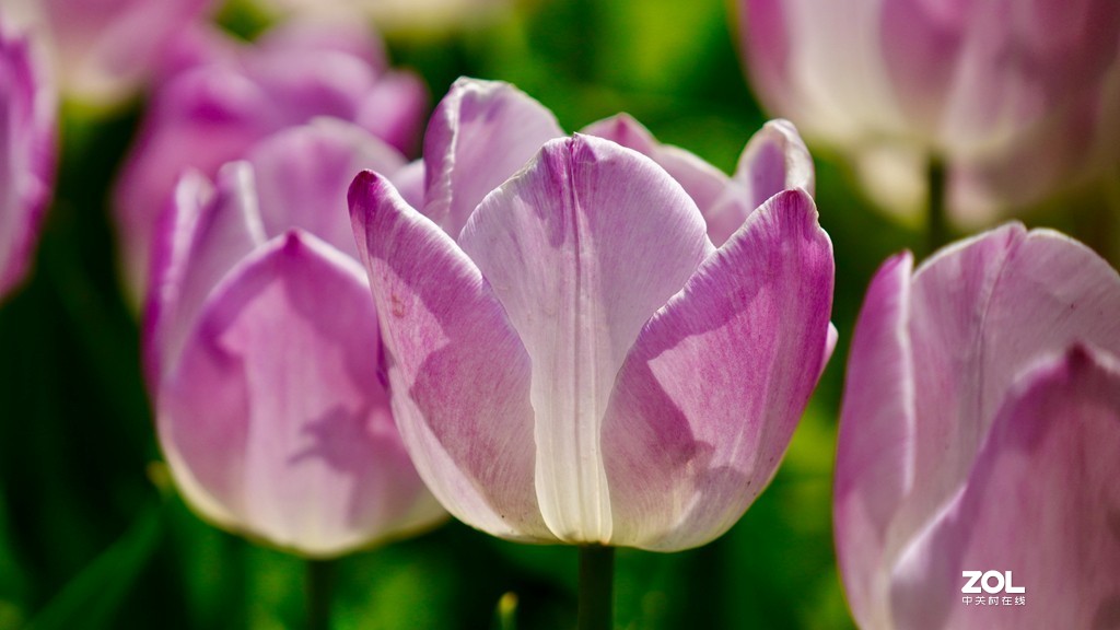 索尼6600+索尼70-200f4，郁金香