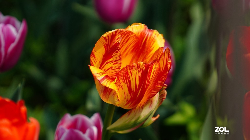 索尼6600+索尼70-200f4，郁金香